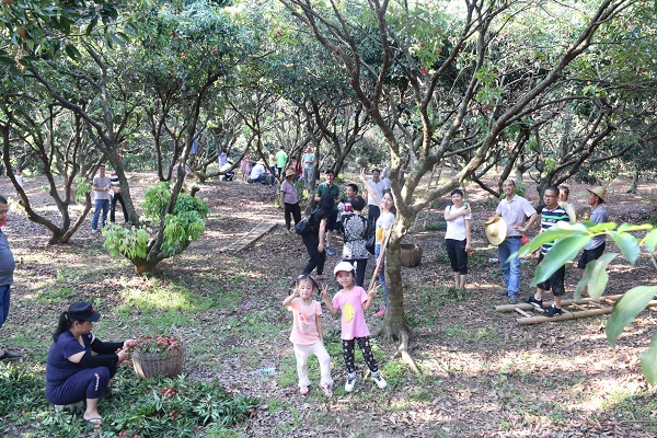公司组织员工到镇隆摘荔枝2.jpg